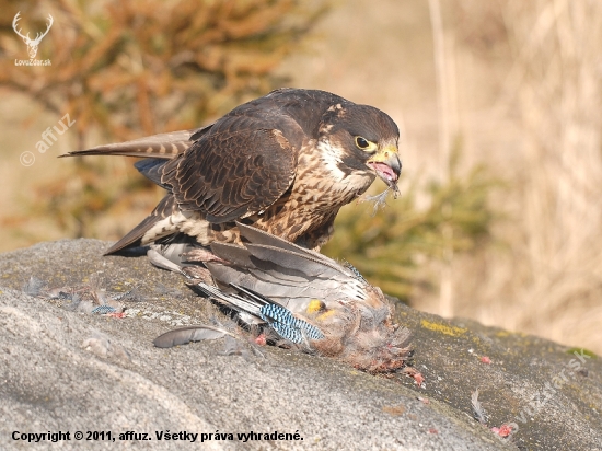 Sokol sťahovavý  Falco peregrinus