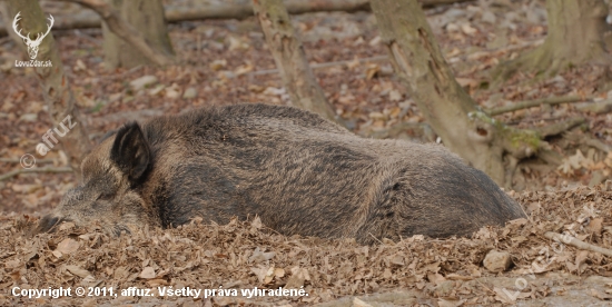 Poobedná siesta