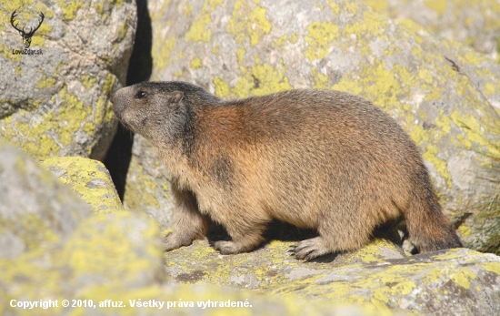 marmota marmota