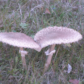 Bedľa vysoká Macrolepiota procera