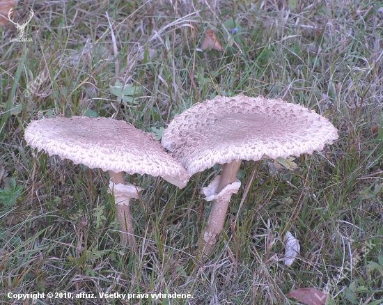 Bedľa vysoká Macrolepiota procera