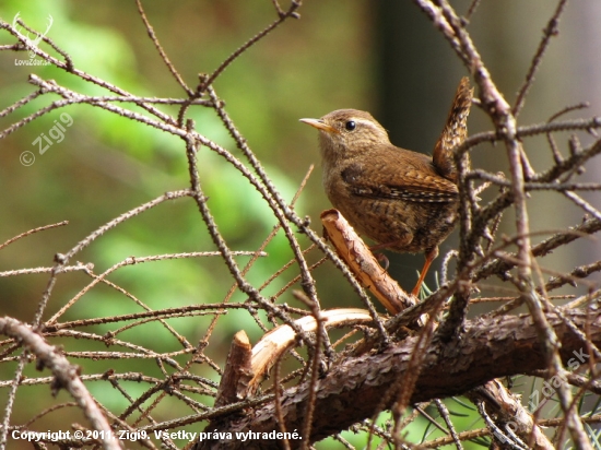 Střízlík obecný (Troglodytes troglodytes)