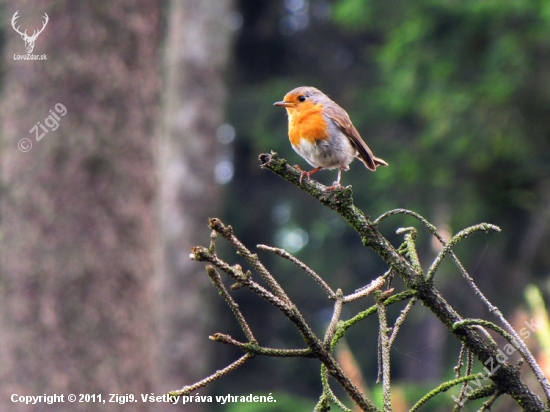 Červenka obecná (Erithacus rubecula)