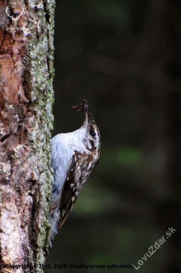 Šoupálek dlouhoprstý (Certhia familiaris)