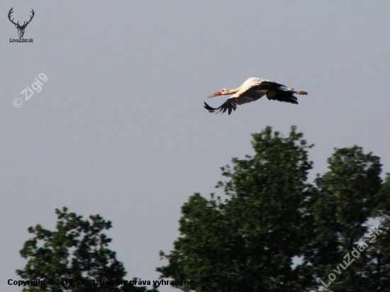 Čáp bílý (Ciconia ciconia)