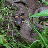 Užovka obojková (Natrix natrix)