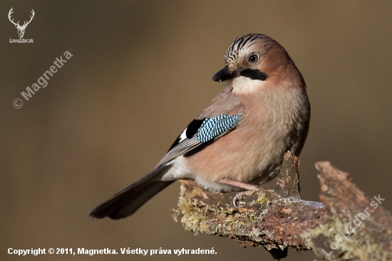 Garrulus glandarius