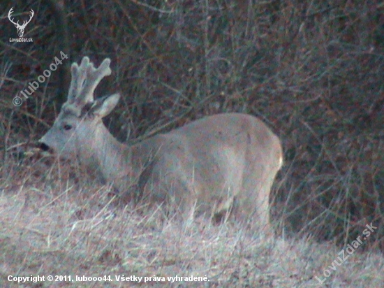 Srnec lesný Capreolus capreolus