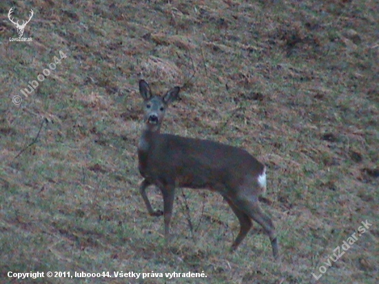 Srna lesná Capreolus capreolus