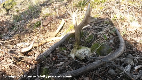 dneskajsia prechadzka s kamaratom