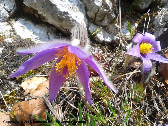 PONIKLEC SLOVENSKÝ (pulsatilla slavica)