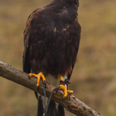 Harris Hawk