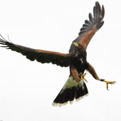 Harris Hawk