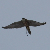 Falco peregrinus x Falco rusticolus,samica cca 1000g lovecká