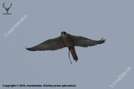 Falco peregrinus x Falco rusticolus,samica cca 1000g lovecká