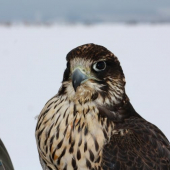 Portrét gyr/peregrin.