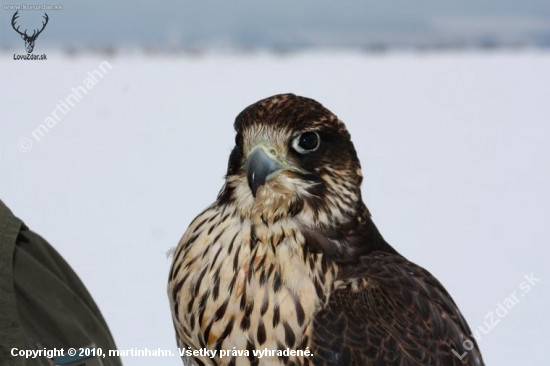 Portrét gyr/peregrin.