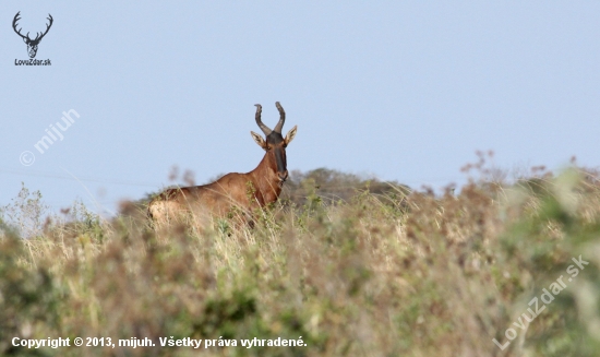 Starší pán (Hartebeest)