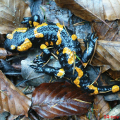 Salamandra