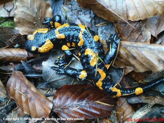 Salamandra