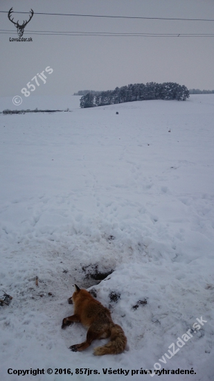 starý lišiak si určite myslel, veď čo už sa mi môže stať veď som už na prahu, omyl.