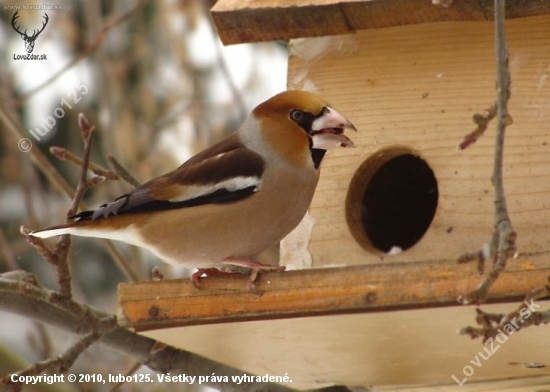 Glezg hrubozobý / Coccothraustes coccothraustes