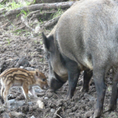 novy prirastok krpacovo obora.