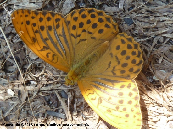 motyl/perlovec striebristopásavý