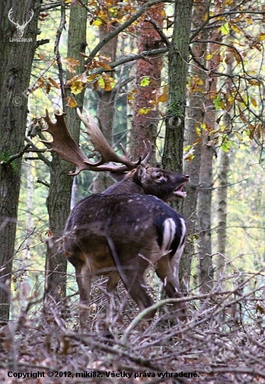 Daněk