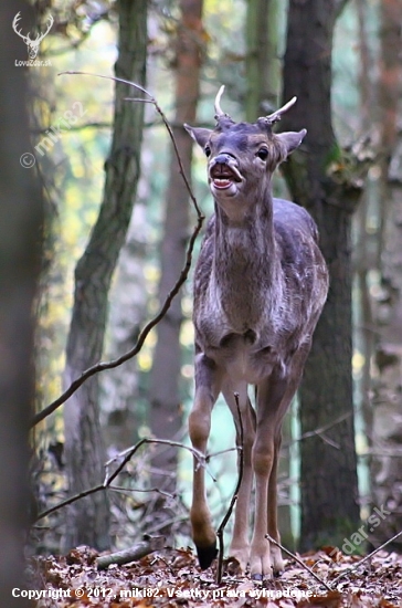 Daněk