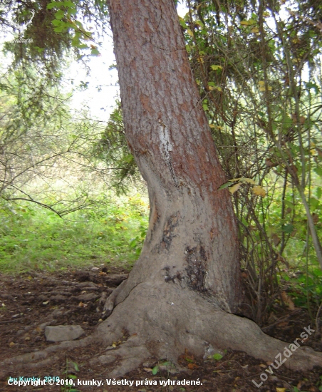 Roky odieraná