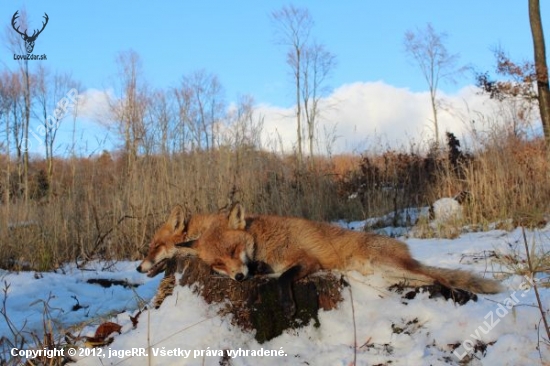 vulpes vulpes