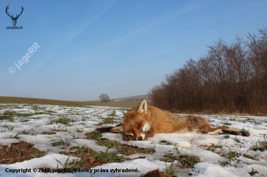 vulpes vulpes