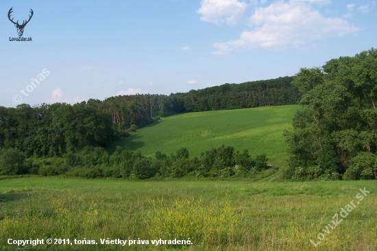 srnčí oblast