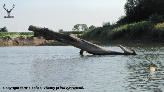 řeka Morava často naplaví celé stromy