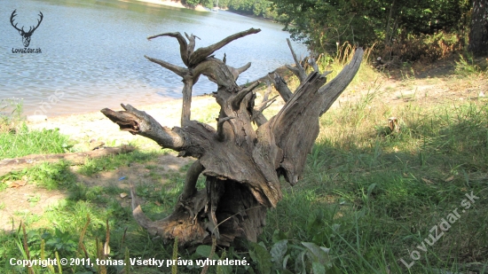 krása skrytá ve dřevě 1-vzlétající pták