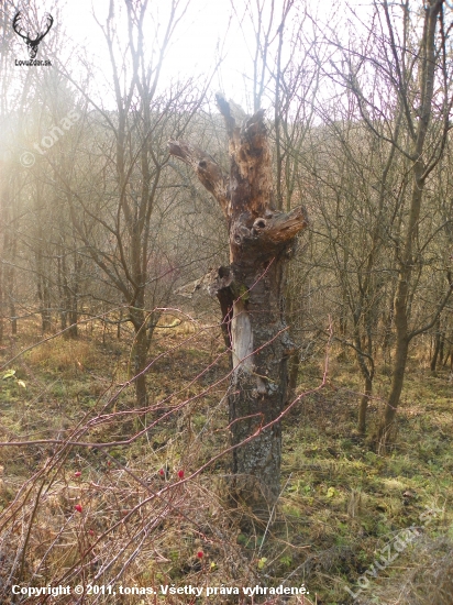 přírodní totem s vlčí hlavou