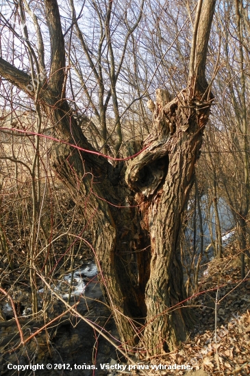 vrba ,  s tvarem lidské postavy uvnitř