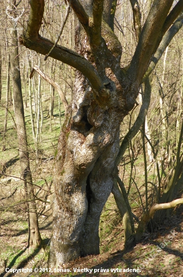 strom zajímavých tvarú