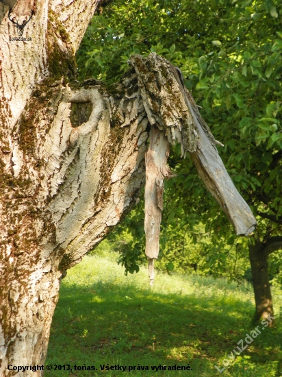 hlava-pták Marabu