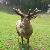 v době parožení