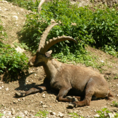 Alpen steinbock-Capra-ibex-ibex