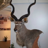 kudu