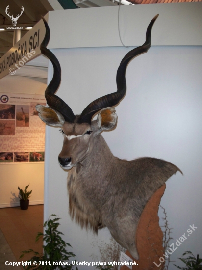 kudu