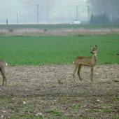 štvorka