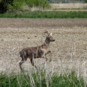 srnec hopká