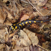 salamandra