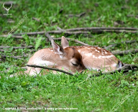 Siesta:-)