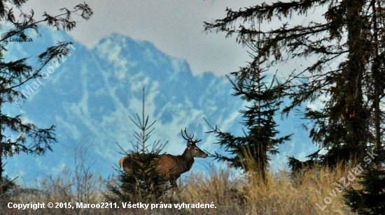 Jelienok a Tatry