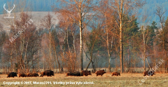 Ranný vláčik